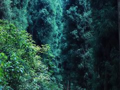 -青城山