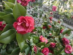 -深圳国际园林花卉博览园