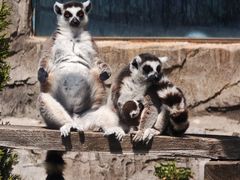 -大连森林动物园