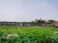 -莲花池公园