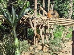 -西双版纳原始森林公园