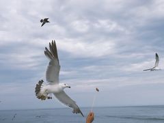 -海驴岛(荣成市)