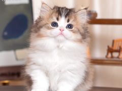 -小猫来了·猫舍(红山六九七九店)