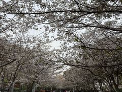 -高东镇樱花园