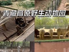 -青藏高原野生动物园