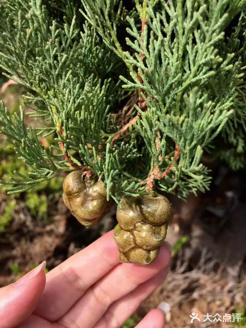 葡萄牙🇵🇹美食走一波
