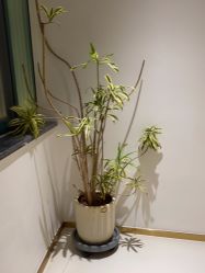 -WENDY·温迪皮肤管理