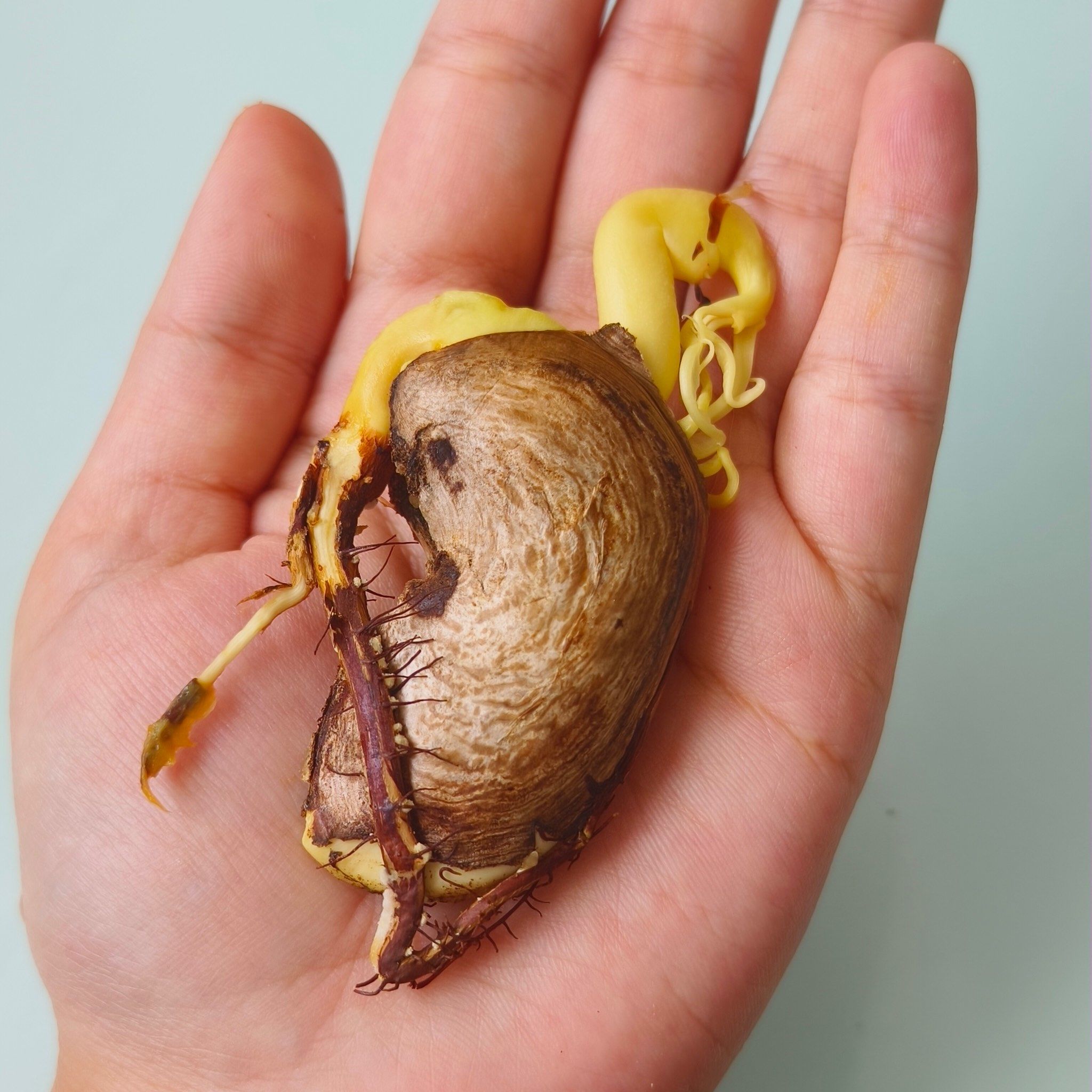 芒果种子原来长这样