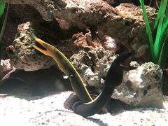 -暹罗海洋世界