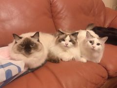 -爱侣宠医·鹦鹉专科·小型哺乳类·异宠专科(灵石路店)