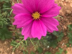 -松山湖梦幻百花洲