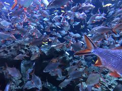 -成都浩海立方海洋公园