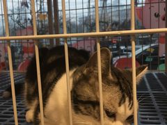-我爱吾宠宠物美容院(朝阳路店)