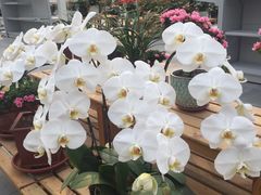 -上海鲜花港