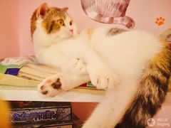 -三花喵·撸猫购宠·宠物生活馆(虹桥南丰城店)