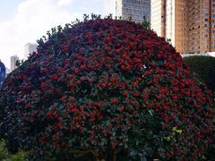 -桥香园云南过桥米线(金马碧鸡店)