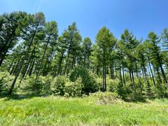 -塞罕坝国家级自然保护区