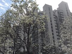 -新湖明珠城