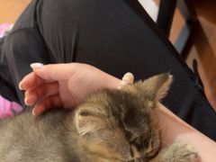 -楼上猫咖(罗湖店)