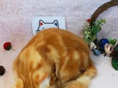 -十年猫舍·猫咪专门店(普陀店)