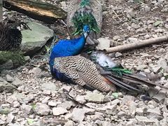 -藏龙百瀑风景区