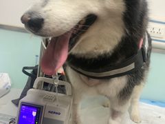-达爱动物医院·犬猫分区·CT·复杂眼科(远洋山水分院)