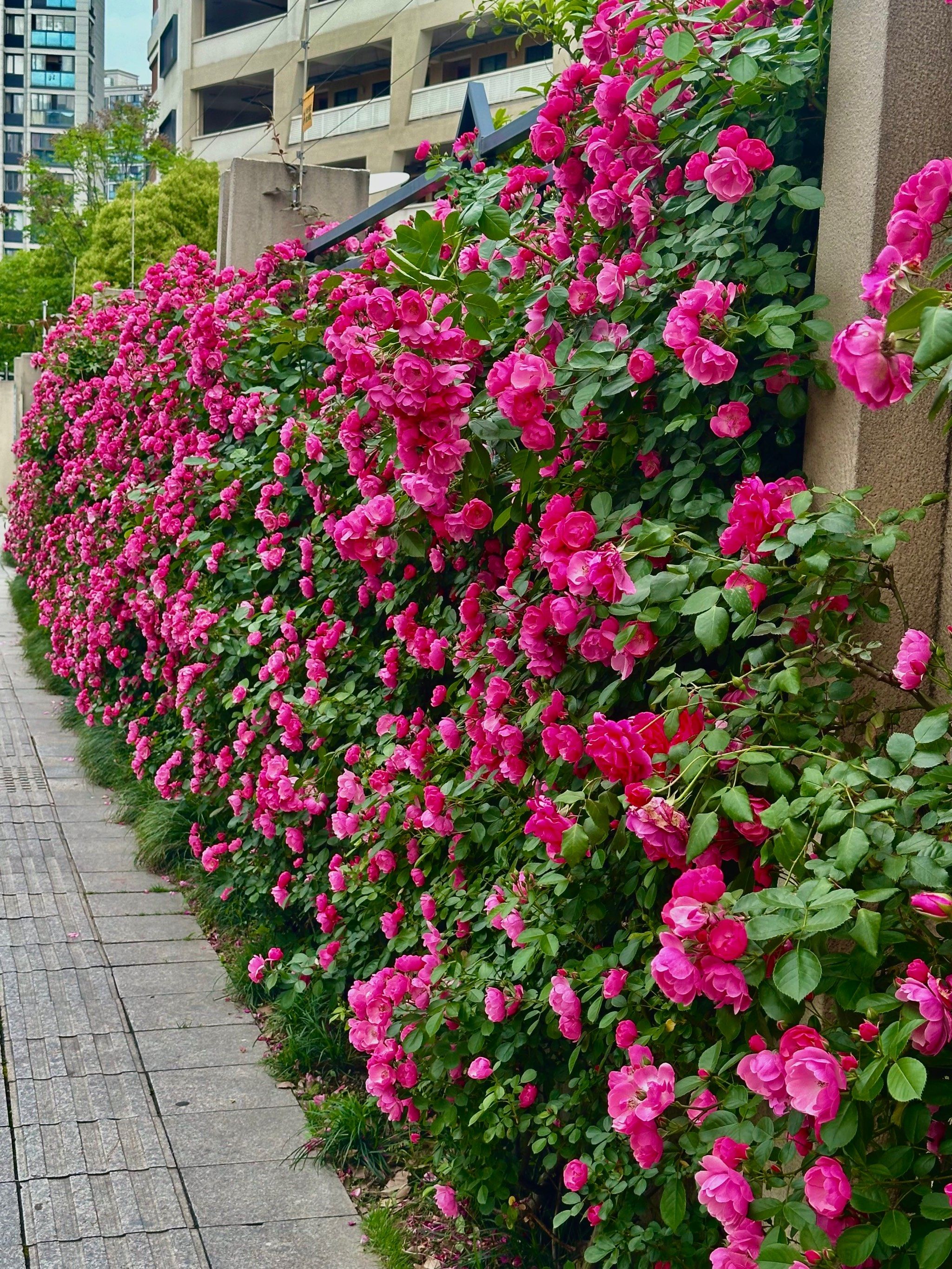 花苞大且多,91非常好看,且人真的很少;
99杭州夏衍中学
01