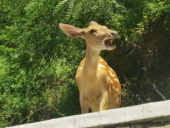 -大连森林动物园