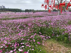 -海珠湖公园