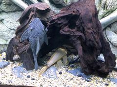 -上海海洋水族馆