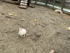 -田园东方蜜桃村的田野营地