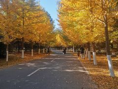 -长白岛森林公园