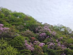 -大围山国家森林公园