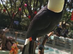 -广州长隆飞鸟乐园