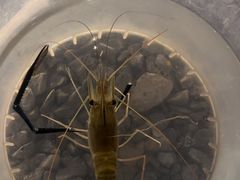 -DGE季风钓虾营地·团建·聚会