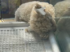 -FAELING PETS美天灵宠物(富力广场店)