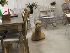 -共舞时光猫咖·狗咖(新街口店)