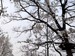 -音乐台