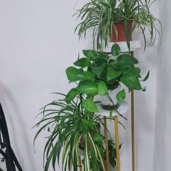 -凡碧诗毛孔收细