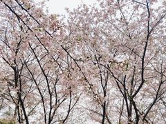 -武汉大学-樱园