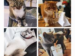 -平行世界·猫咖(首经贸店)