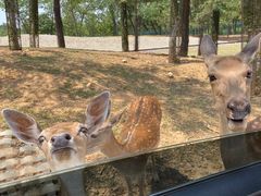 -秦皇岛野生动物园