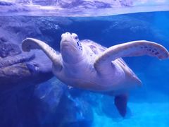 -海合安武汉极地海洋公园
