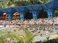 -西双版纳原始森林公园