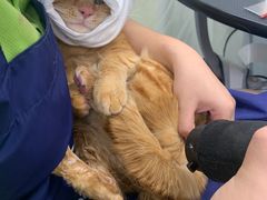 -唐小姐の猫狗洗护·购宠旗舰店(周浦万达店)