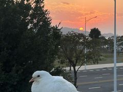 -华侨公园