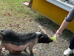 -前小桔亲子创意农场·草莓采摘·露营烧烤