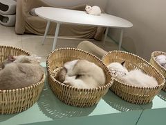 -怪兽屋·羊驼·猫咖·狗咖(俊华广场店)