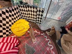 -大型宠物商超·宠海王国·宠物猫狗活体·用品·美容(新世界百货重庆店)