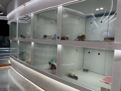 -1013 PET SHOP精品宠物商店(丁香店)